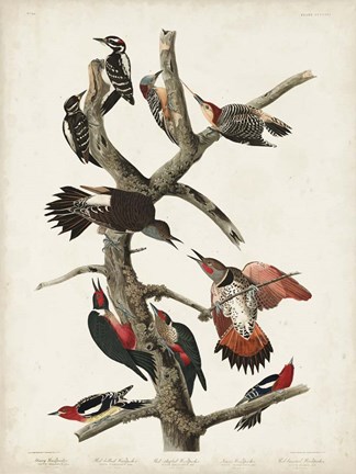 Framed Pl. 416 Hairy Woodpecker Print