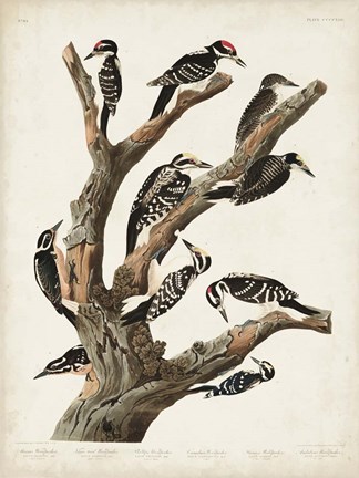 Framed Pl. 417 Marias Woodpecker Print