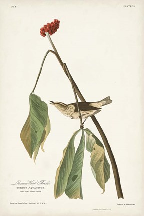 Framed Pl. 19 Louisiana Water Thrush Print