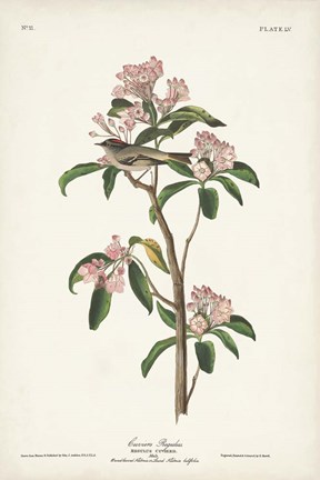 Framed Pl. 55 Cuvier&#39;s Regulus Print