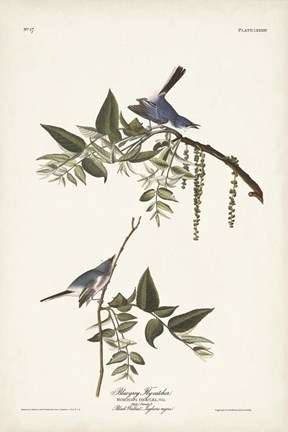 Framed Pl. 84 Bluegrey Flycatcher Print