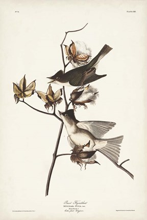 Framed Pl. 120 Pewit Flycatcher Print