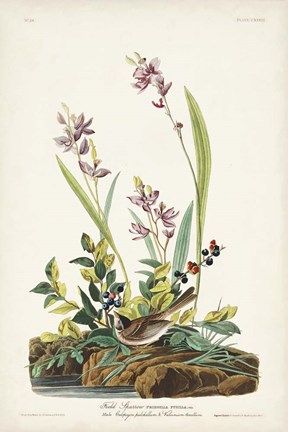 Framed Pl. 139 Field Sparrow Print