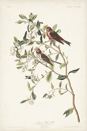 Framed Pl. 375 Lesser Red Poll Print