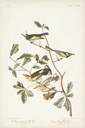 Framed Pl. 414 Golden-winged Warbler Print
