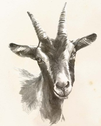 Framed Sketched Farm Portraits II Print