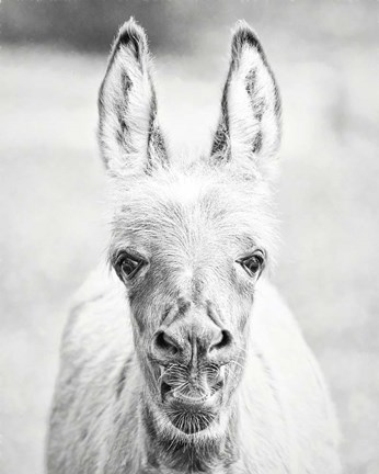 Framed Donkey Portrait IV Print
