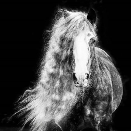 Framed Black and White Horse Portrait I Print