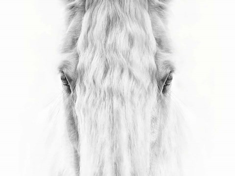 Framed Black and White Horse Portrait IV Print