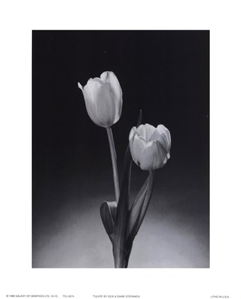 Framed Tulips Print