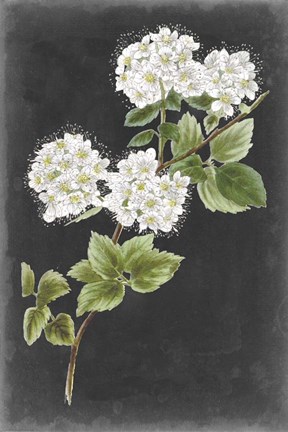 Framed Dramatic White Flowers II Print