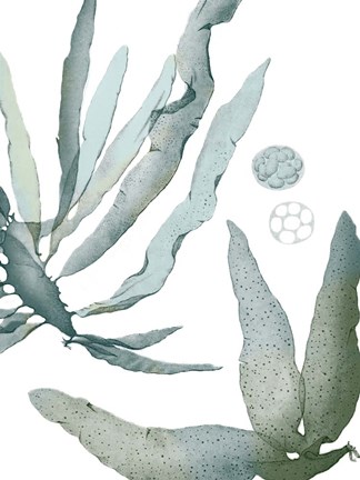 Framed Seaside Seaweed IV Print