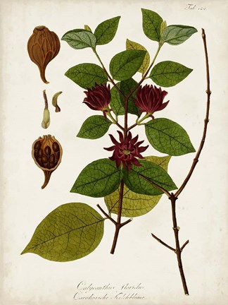 Framed Antique Greenery I Print