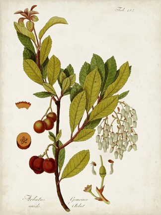 Framed Antique Greenery VI Print