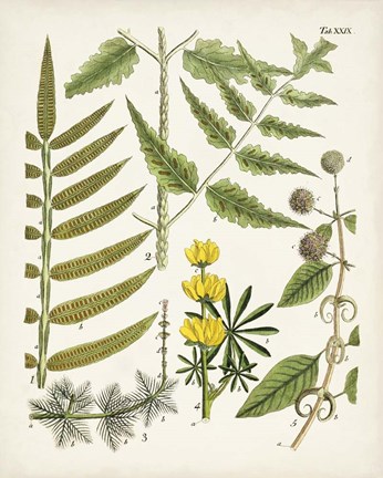 Framed Fanciful Ferns II Print