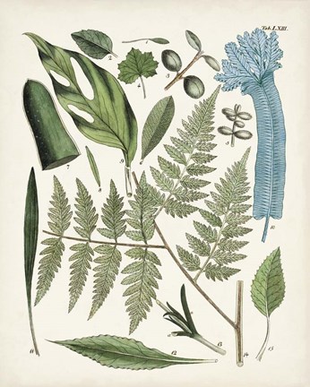 Framed Fanciful Ferns IV Print