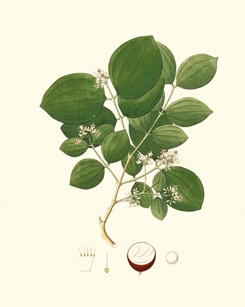 Framed Spring Green Foliage I Print