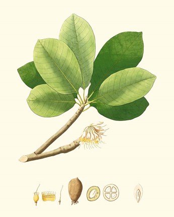 Framed Spring Green Foliage II Print