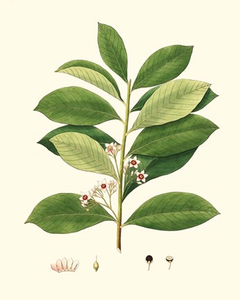 Framed Spring Green Foliage III Print