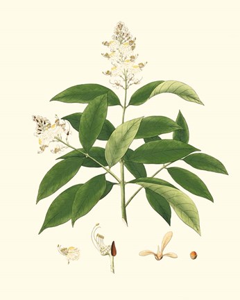 Framed Spring Green Foliage V Print