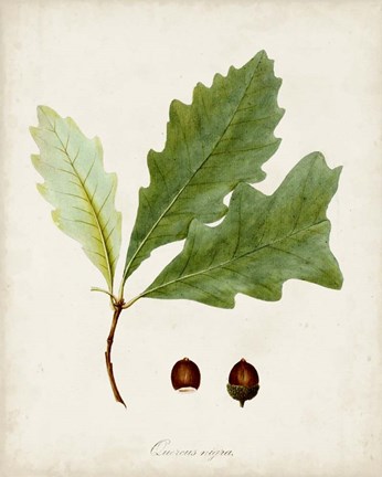 Framed Antique Tree Study II Print