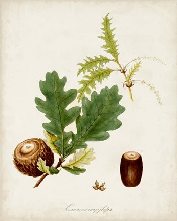 Framed Antique Tree Study III Print