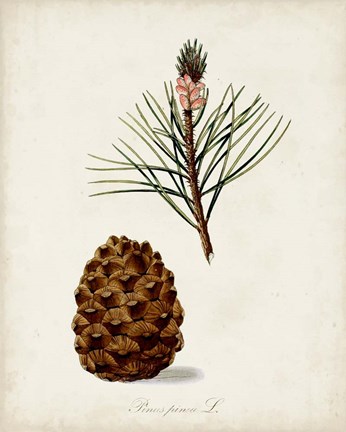 Framed Antique Tree Study V Print