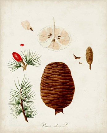 Framed Antique Tree Study VII Print