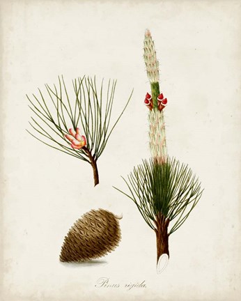 Framed Antique Tree Study VIII Print