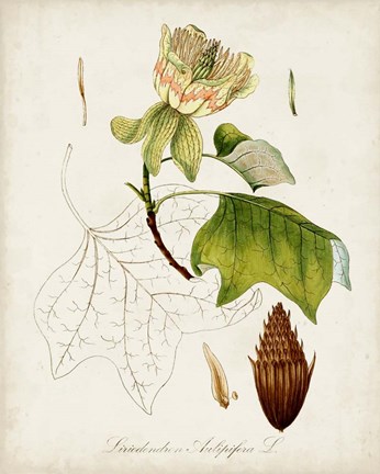 Framed Antique Tree Study IX Print