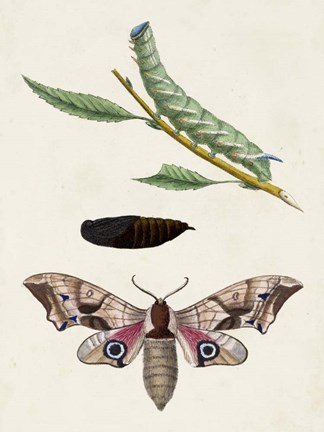 Framed Caterpillar &amp; Moth IV Print