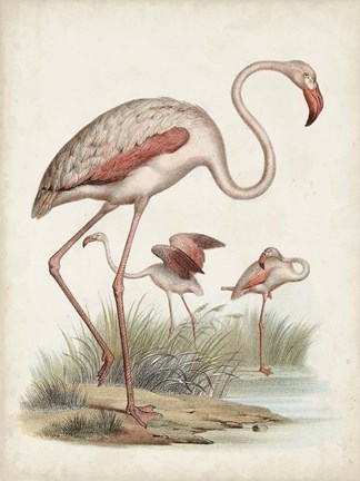 Framed Antique Waterbirds IV Print