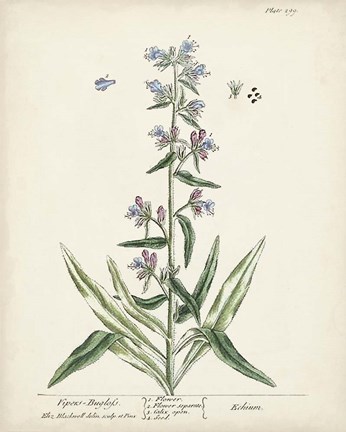 Framed Antique Herbs II Print