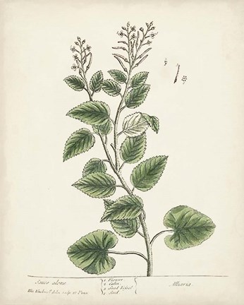 Framed Antique Herbs III Print