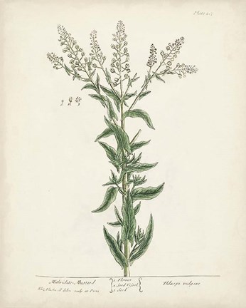 Framed Antique Herbs IV Print