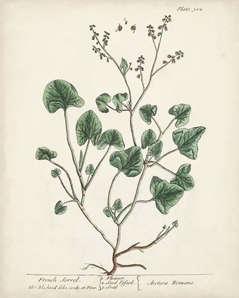 Framed Antique Herbs VIII Print