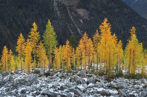 Framed Alpine Larches North Cascades Print