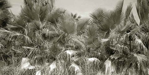 Framed Water Palms Crop Print