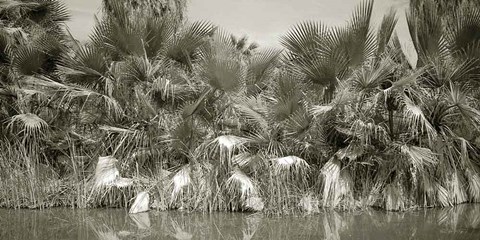 Framed Water Palms Print