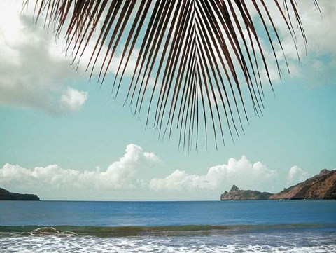 Framed Palm Seashore Print