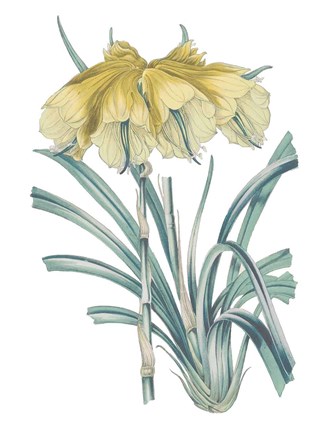 Framed Antique Botanical XXIV Cool Print