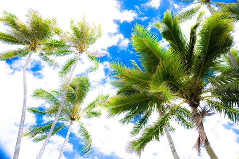 Framed Hawaii Oahu Palms Print