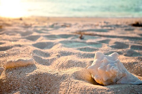 Framed Concha III Print