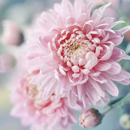 Framed Romantic Blossom Print