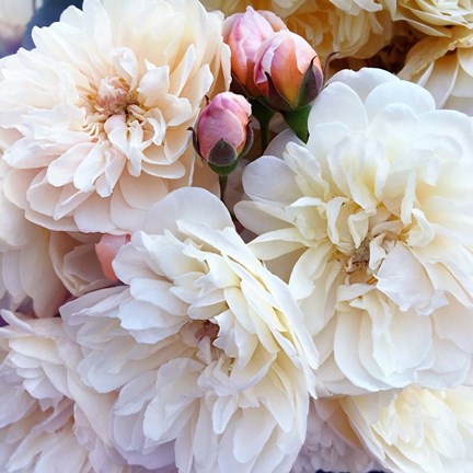 Framed Full Blossoms Print