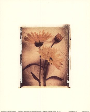 Framed Daisy Study II Print