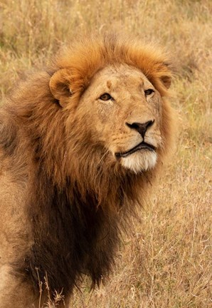 Framed Lion&#39;s Intent Stare Print