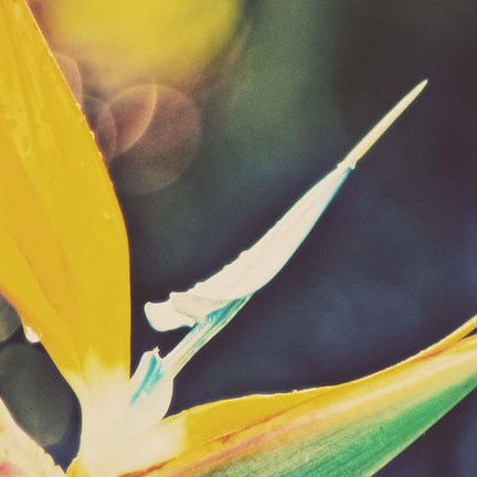 Framed Tropical Floral I Print