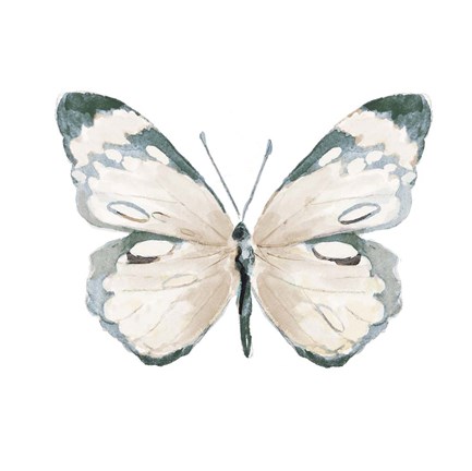 Framed Steady Wings III Print