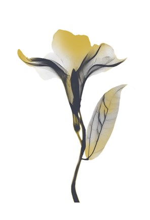 Framed Ombre Sunshine Oleander 1 Print